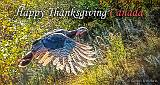 Happy Thanksgiving Canada_P1200411